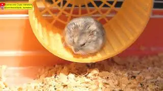 Соло хомяка [Hamster's Solo]