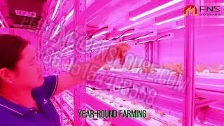 Containerized Vegatable Plant