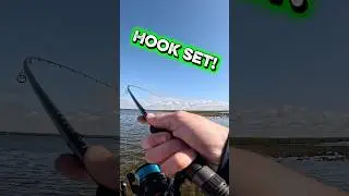 Love the rod action before the hook set! No better feeling👊#fishing #catchingfish #redfish #shorts
