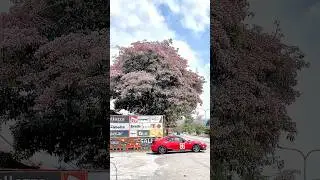 Kanata MF Ghost - Sakura Season #gt #toyota #r #z #wrx #club #sti #mfg #mfghost #initiald #14r #峠