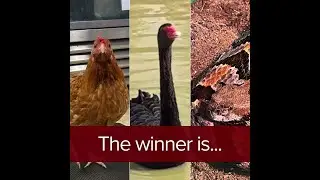 The results are in!  Athena won the friendly competition between herself, Diablo & Fierro, and Wendy