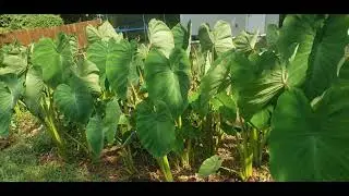 Malanga/cocoyam leaves