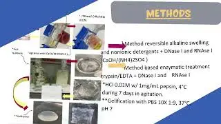 DECELLULARIZATION OF THE HUMAN AMNIOTIC MEMBRANE