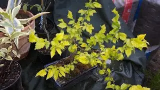 Hard Wood Cuttings Of Golden Elm (Ulmus xHollandica) & Potting Up.