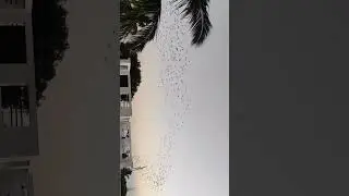 Amazing birds murmuration #asirjenifer