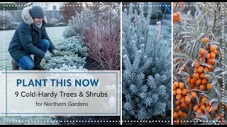 Plant This Now: 9 Cold-Hardy Trees & Shrubs for Winter Gardens 🌲❄️