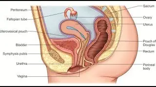 Embryology of the internal ductal structures of female Reproduction System