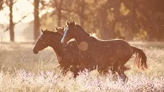1 HOUR of powerful tribal music with male vocals