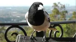 Friendly Magpies, Kookaburras, Butcher Birds feeding session