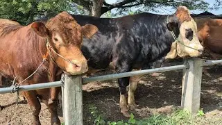 22.500‼️JUMBOAN KELAS POTONH & JANTAN SIAPAN QURBAN | Pasar Sapi Kerek