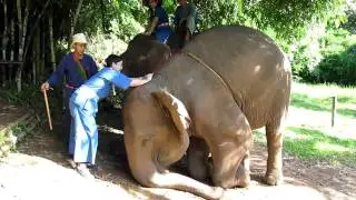 mounting an elephant ;)