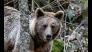 This Grizzly Was Blown To Smithereens  The Frank Welch's Fatal Grizzly Bear Attack