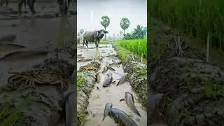 Peaceful rice field full of fish look beautiful. #survival #fishing #lifestyle