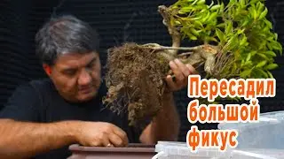 Пересадил второй фикус в плошку для бонсай