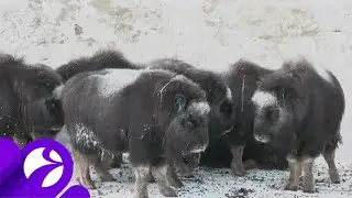 На Таймыр прибыли ямальские овцебычки