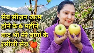 || My Daily Routine || Apple Store Cleaning ||  Fresh juicy Apples After 6 Months Of Harvesting ||