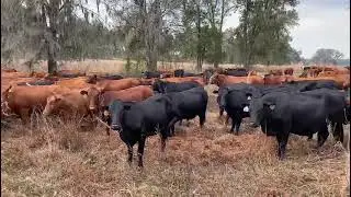 Regenerating the land from the consequences of selective grazing