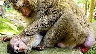 Pity baby Polly need Pigtail Ashley then mom Popeye care | What you think on Baby Polly? |