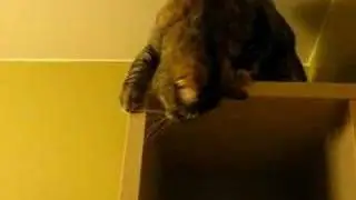 Cat trapped on shelf