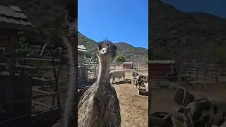 Farm sanctuary life #reality #rescue #animals #vegan #party #love #rock #music #creative