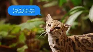Saving Small Wild Cats in Wild Places