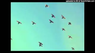 Marco Shuttle - Sing Like a Bird