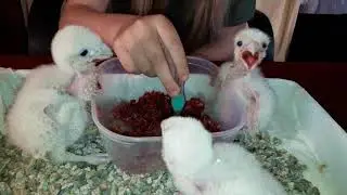 Lída Brožová - krmení mláďat rarohů jižních Falco biarmicus 2021 (Feeding lannerfalcon chicks)