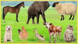 Cute Animals and Pets : Cow, Sheep, Dog, Cat, Chicken, Horse, Elephant, Duck - Cute Pet Sounds