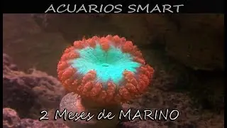 Acuarios Smart| 2 MESES DE MARINO
