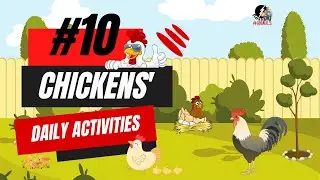 Daily Activities Of Chicken | Chicken Daily Routines | SECRET #10 Daily Activities of Chicken