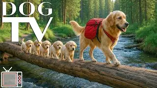 Dog TV with Music! Virtual Forest & Beach Walk for Dogs🌲Anti-Anxiety Music for Dogs Left Home Alone