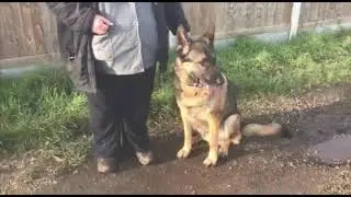 COUNTER CONDITIONING Dog REACTIVE German Shepherd