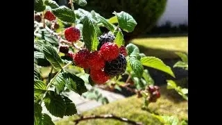 Cultivo em casa - framboesa (raspberry) negra - dicas e exemplos
