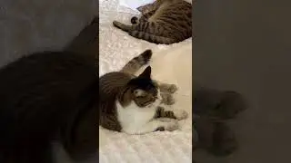 Hemingway cats