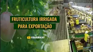 BENEFICIAMENTO NA CADEIA PRODUTIVA DA FRUTICULTURA