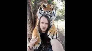 I am hugged by a tiger trend