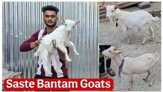 Saste Bantam goats at Aurangabad Maharashtra 