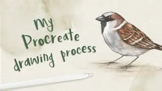 Bird drawing process using Procreate for iPad