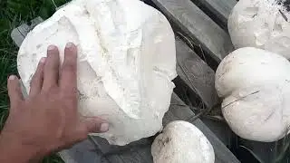 гриб дождевик! Лангермания гигантская Calvatia gigantea: