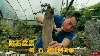 石盆栽（石で盆栽を作る工程）の生産における樹木、石、鉢の比率の関係(With stone bonsai conversion process)附石盆景制作中树、石、盆的比例关系（附石盆景改作过程）