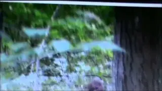 Bigfoot Blink 42 15 TimberGiant