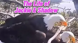 Jackie & Shadow Bald Eagles Eggs Not Viable to Hatch. #jackieandshadow #breakingnews #eagle