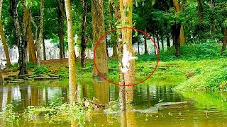 Heart-Stopping Moment: Baby Monkey FALLS Into Dangerous Water!