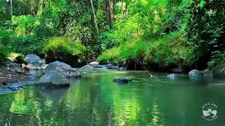Quiet Night River Stream Sounds | Gentle Natural Water Flow for Deep Relaxation