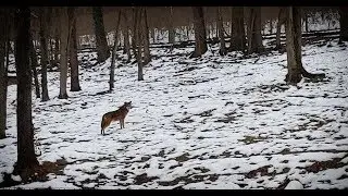 Endangered Wolf Center Tour
