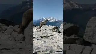 montana, glacier, marmot