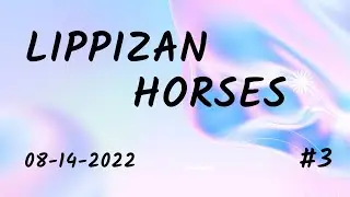 Lippizan Horses 3