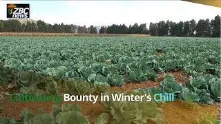 From Frost to Feast: Exploring Winter Vegetable Farming Techniques