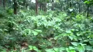 Elephants in the Mahananda Wildlife Sanctuary