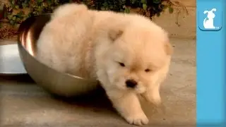 Top 10 Fluffiest Chow Puppy Moments - Puppy Love